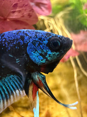 Betta Plakat Avatar Gordon