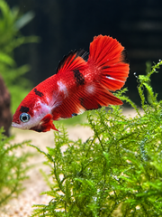 Betta Plakat Red Koi Galaxy