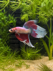 Betta  Veiltail Pink Butterfly