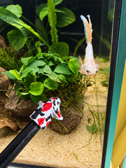 Bâton de parade tête de Betta – Koi rouge, noir  blanc