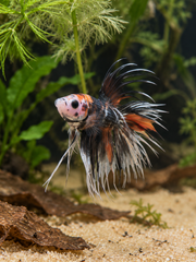 Betta Crowntail Nemo Cooper