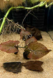 Nymphaea zenkeri Red – Lotus tigré rouge