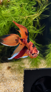 Betta mâle Veiltail Nemo Galaxy