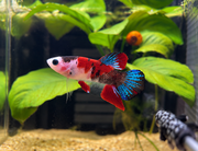 Betta Plakat Red Koi Galaxy