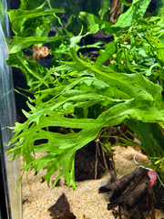 Microsorium species sur pierre de lave