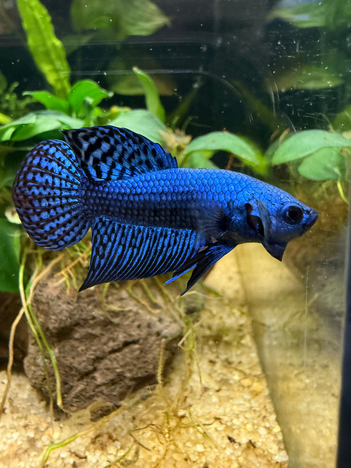 Betta Alien blue