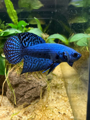 Betta Alien blue