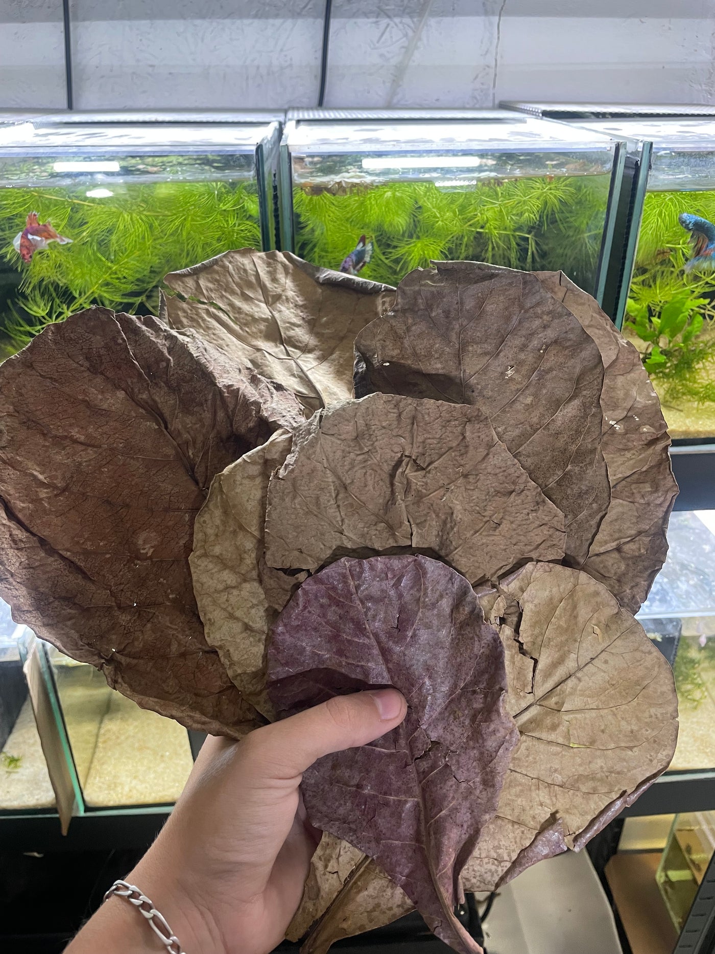 10 Feuilles de catappa