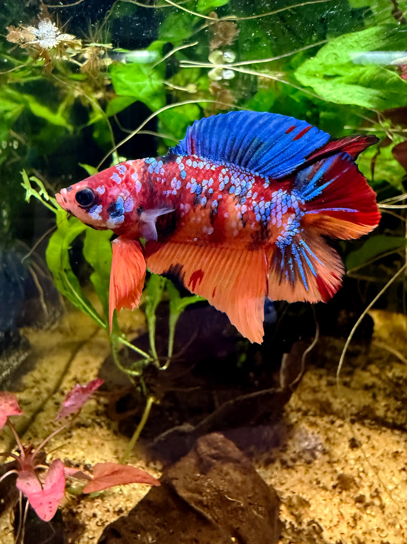 Betta Plakat Double Tail Nemo Galaxy