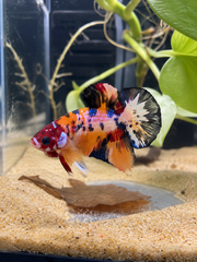 Betta  Plakat Nemo Candy