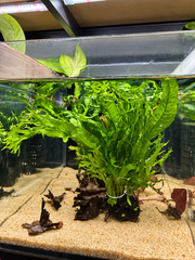 Microsorium species sur pierre de lave