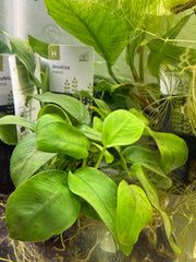 Anubia nana