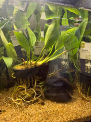 Anubia Congensis