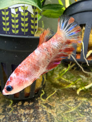 Sororité betta femelle