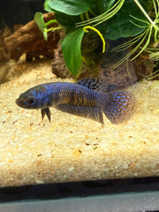 Femelle Alien blue