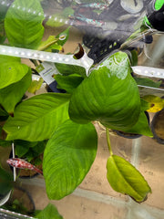 Anubia heterophylla