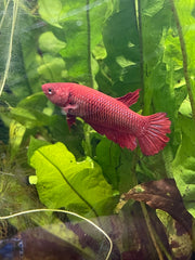 Femelle plakat super red