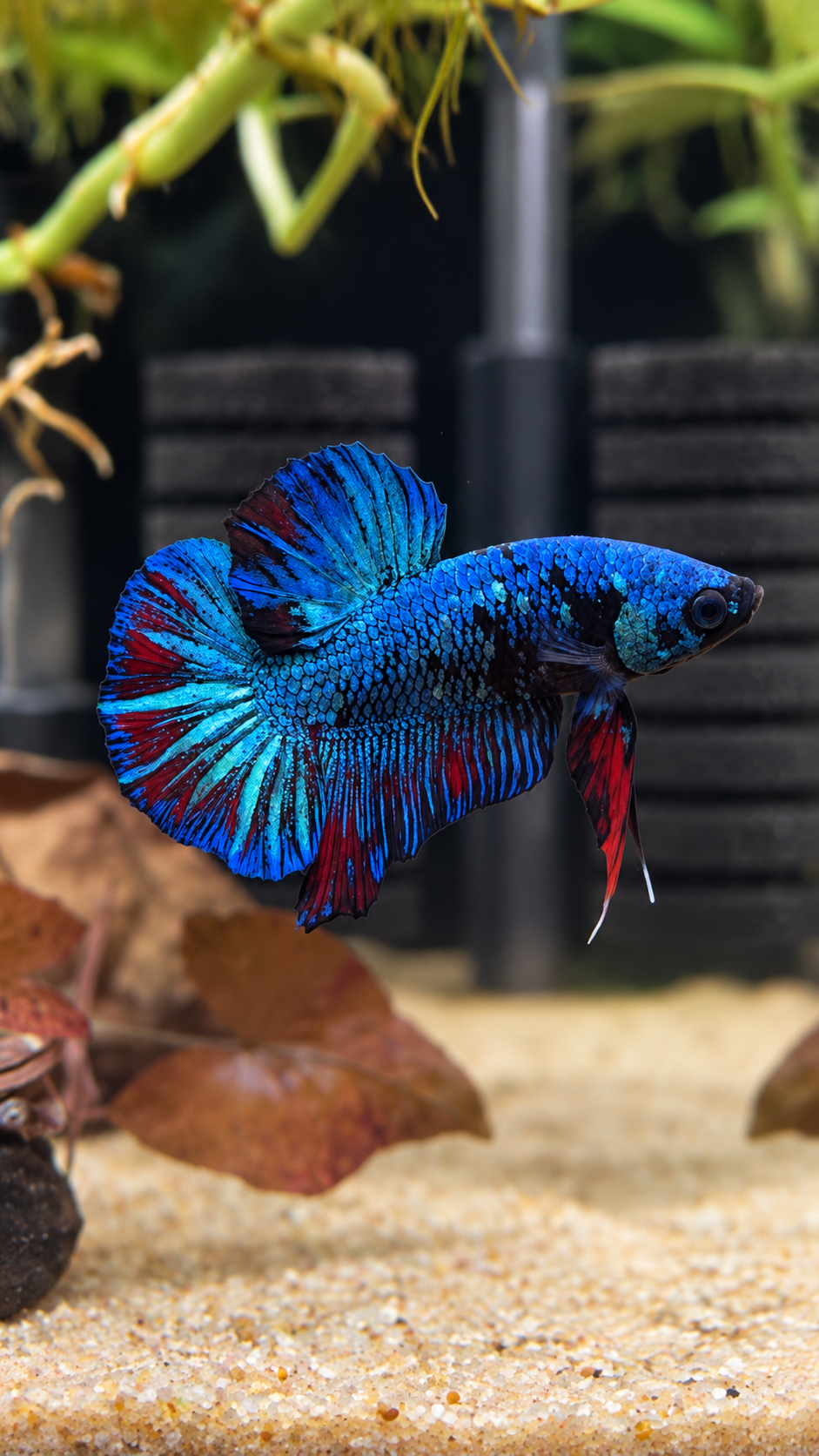 Betta Plakat Avatar