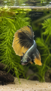 Betta  Halfmoon Copper Mustard