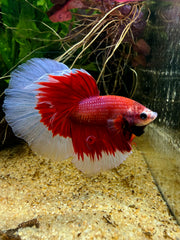 Betta Halfmoon Red Butterfly