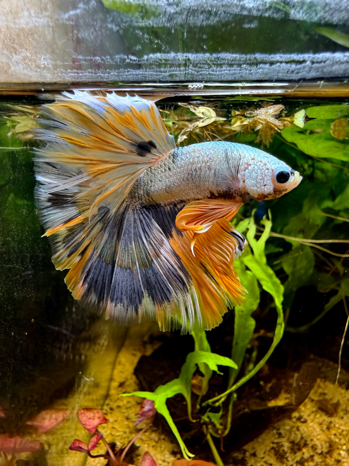 Betta Halfmoon Fancy Yellow Cooper