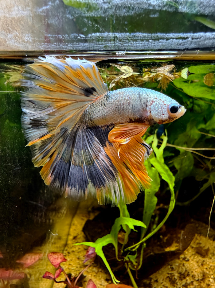 Betta Halfmoon Fancy Yellow Cooper