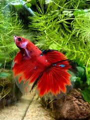 Betta Halfmoon red koi galaxy