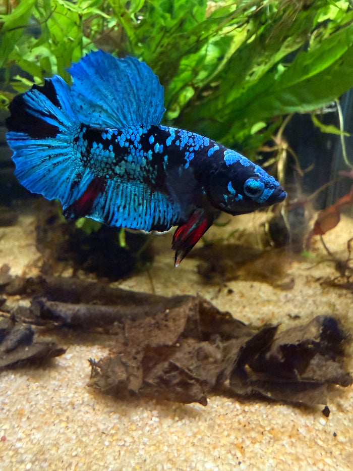 Betta Plakat Avatar