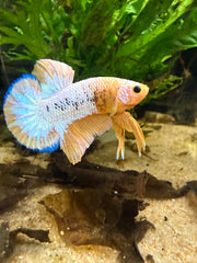 Betta Plakat Yellow Hellboy