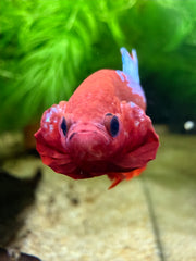 Betta Plakat Red Hellboy