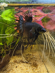 Betta Crowntail Black Orchid