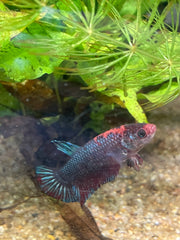 Femelle plakat bicolore