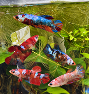 Femelle Plakat Nemo Galaxy