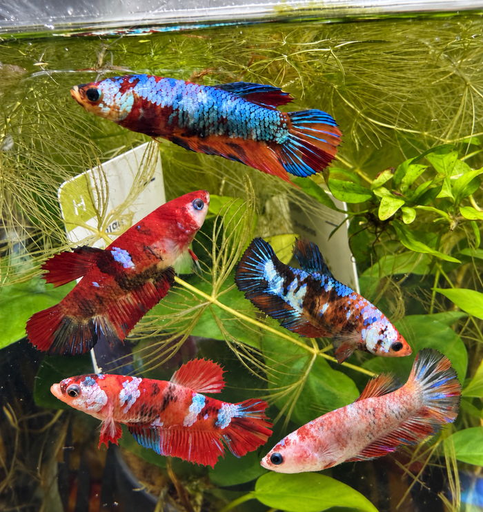 Sororité betta femelle
