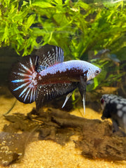 Betta Plakat Samouraï blue**