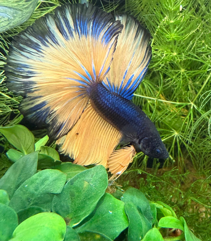 Betta Halfmoon mustard gas