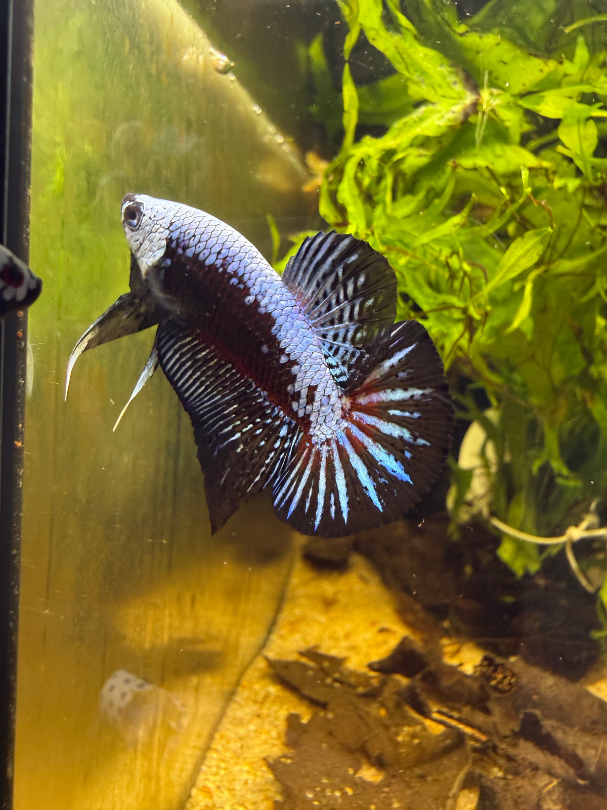 Betta Plakat Samouraï blue**