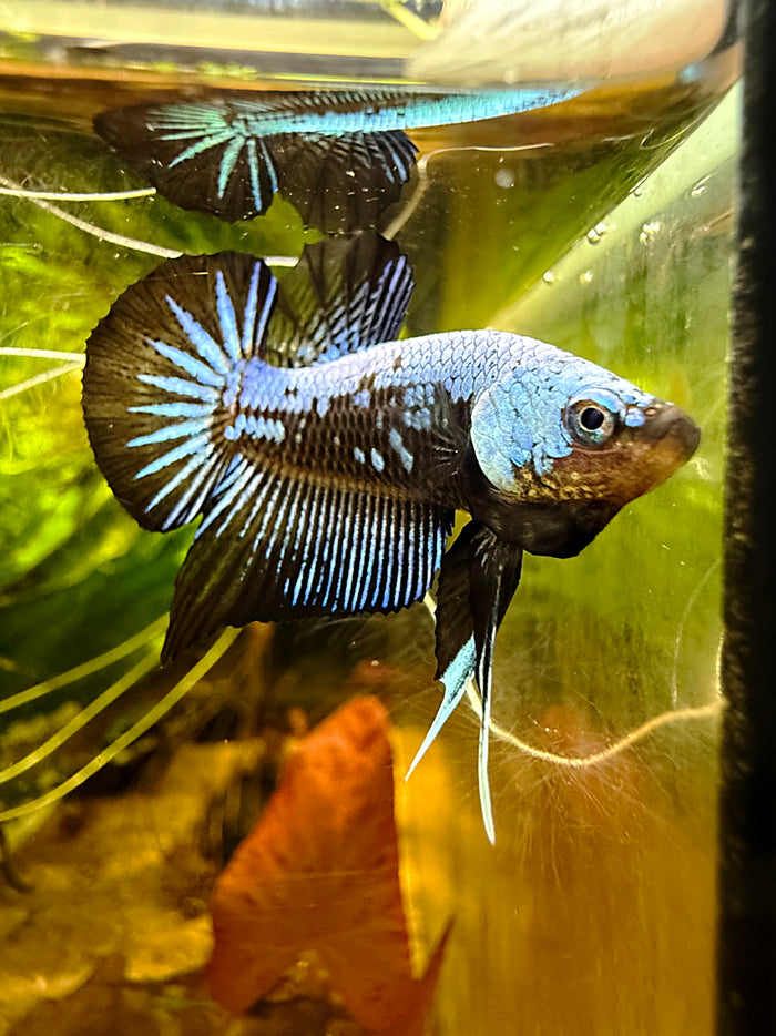 Betta Plakat Samouraï blue *