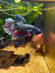 Betta Plakat Cooper Red