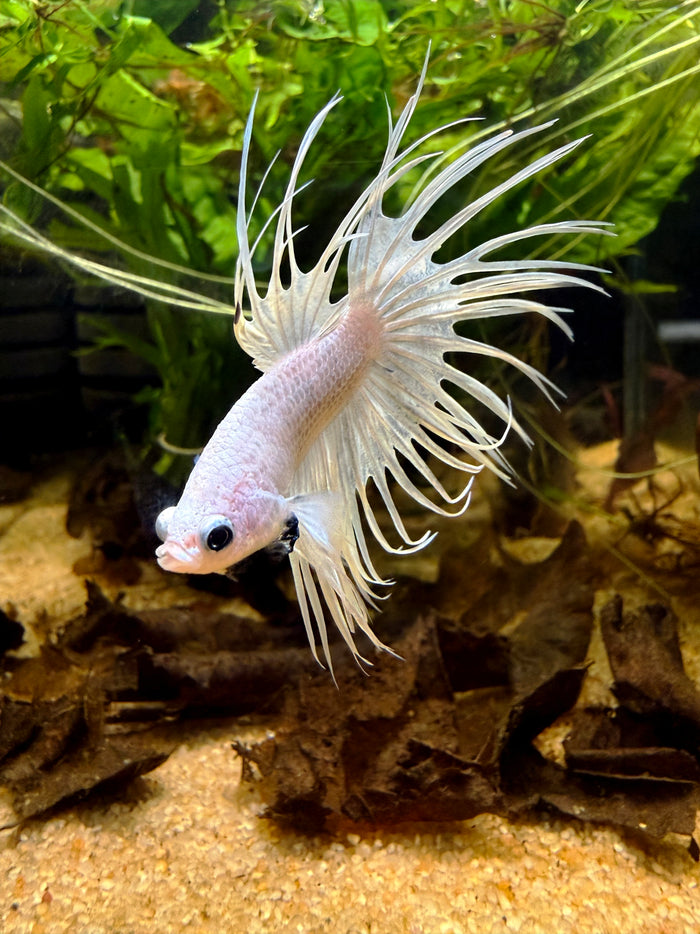 Betta Crowntail White