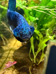 Betta Plakat Avatar Gordon