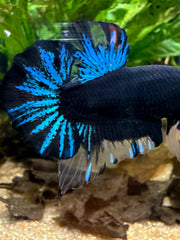 Betta Plakat Avatar