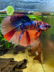 Betta Halfmoon Nemo Galaxy