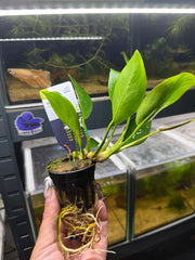 Anubia Congensis