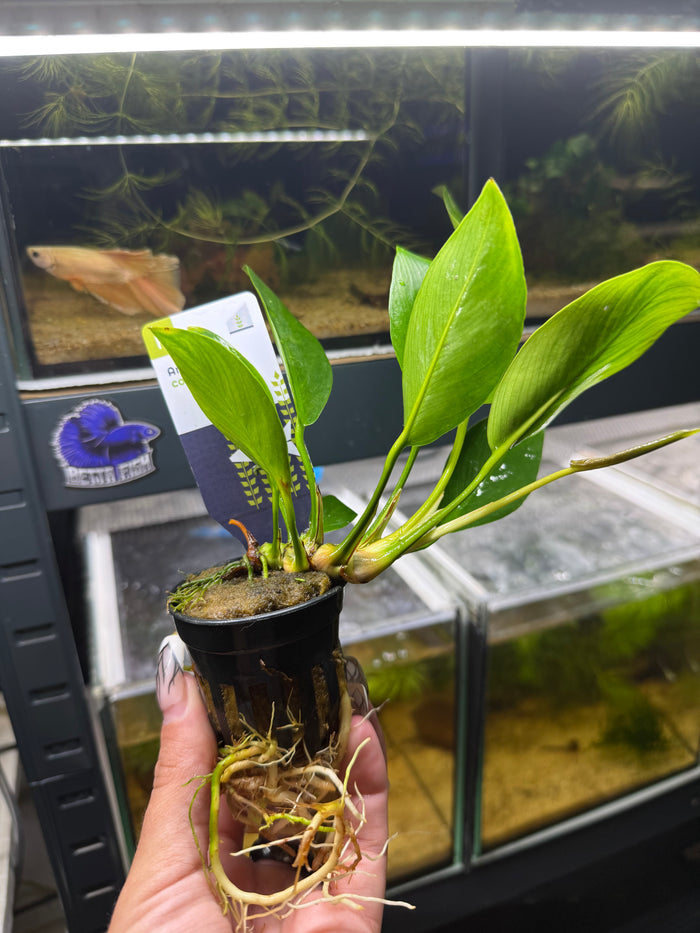 Anubia Congensis