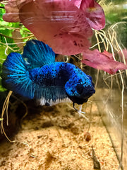 Betta Plakat Avatar Gordon