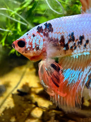 Betta Halfmoon Fancy nemo