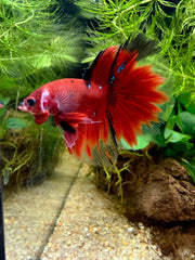 Betta Halfmoon red koi galaxy