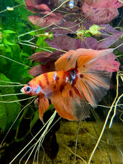 Betta Halfmoon Nemo Koi Galaxy