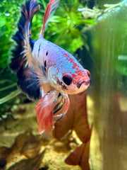 Betta Halfmoon Fancy nemo